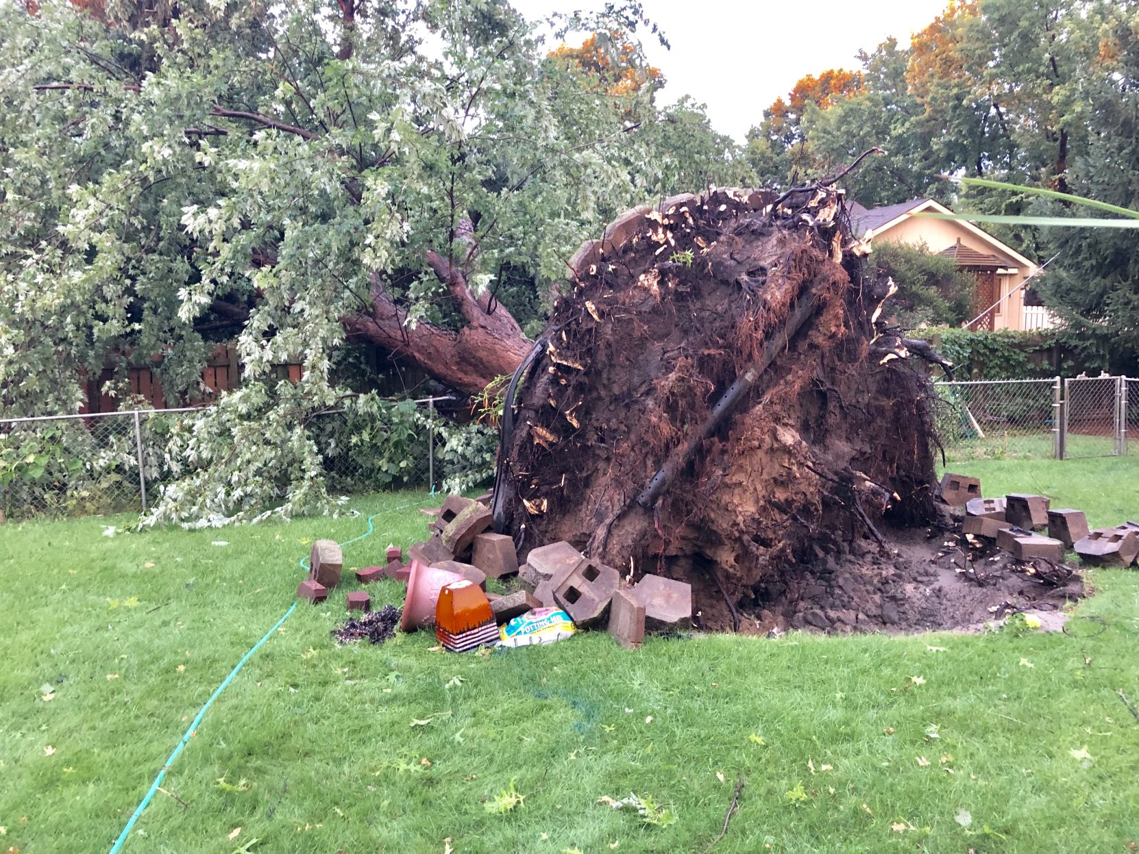 Uprooted